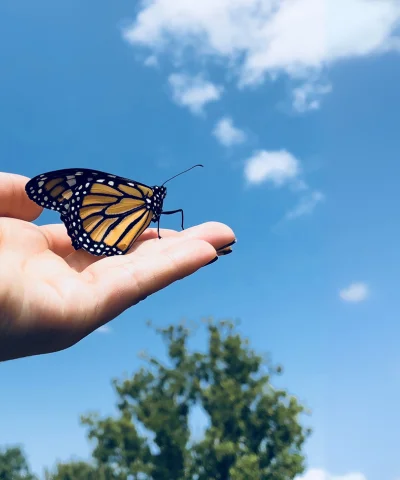 Butterfly and Freedom