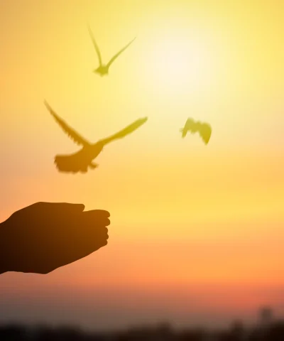Bird and Freedom